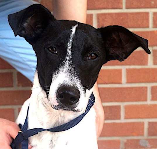 Photo of Chevy