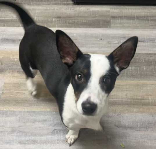 Photo of Champ