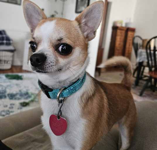 Photo of Petey