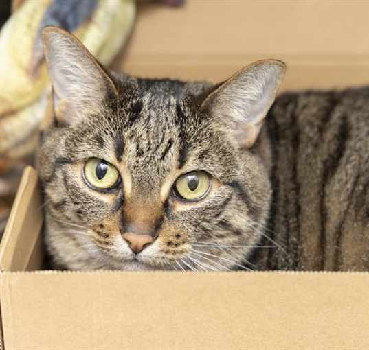 Photo of MURPHY
