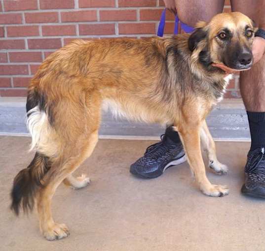 Photo of Dulce