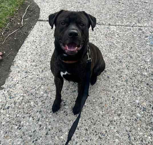 Photo of Otis