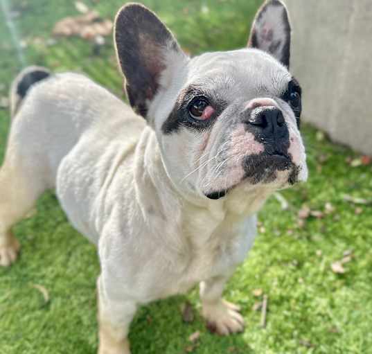 Photo of Francine