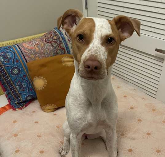 Photo of Dilly