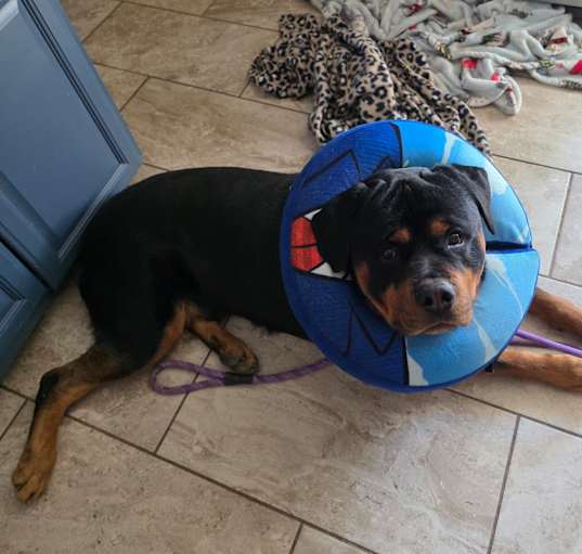 Photo of Gunner
