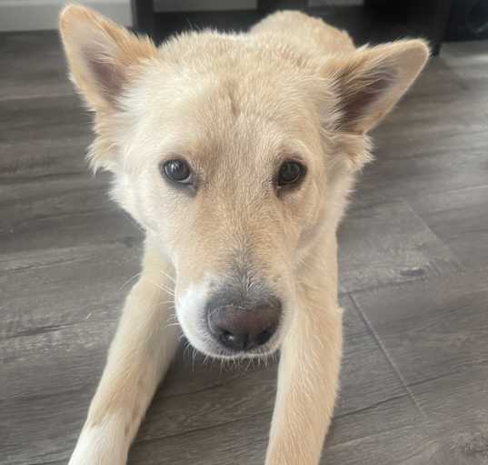 Photo of Zorro