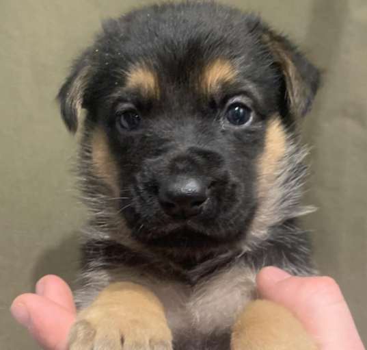 Photo of Elsa