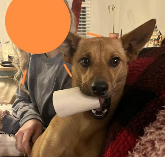 Photo of Baxter