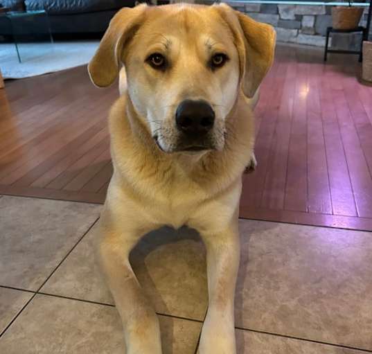 Photo of Simba