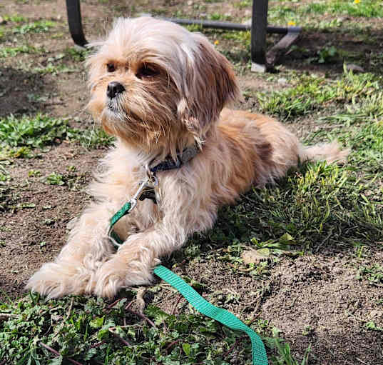 Photo of Violet