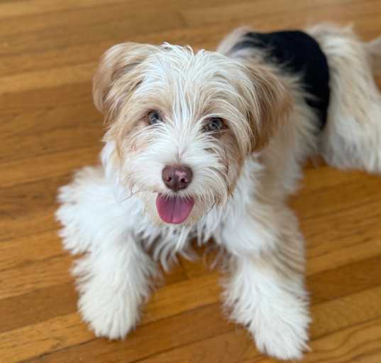 Photo of Blue is a sweet puppy