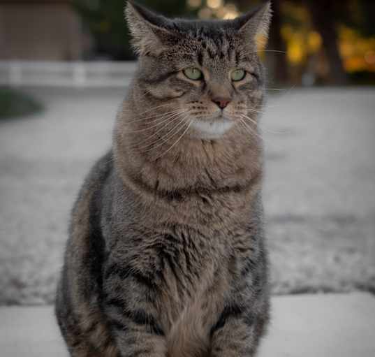 Photo of Teddy
