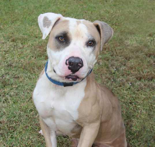 Photo of Motley (Smokey)