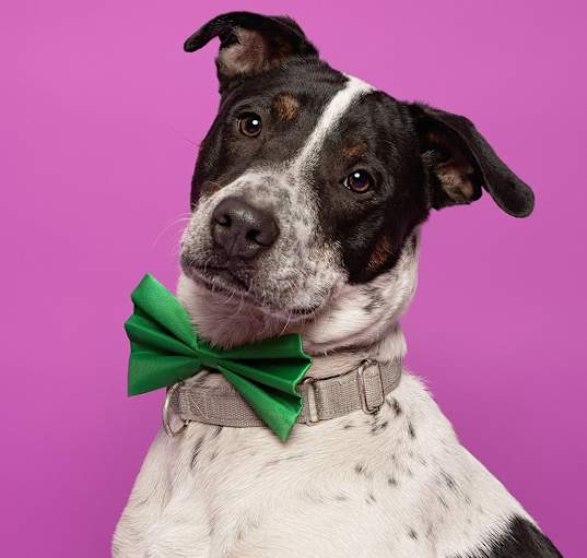Photo of JAMESON