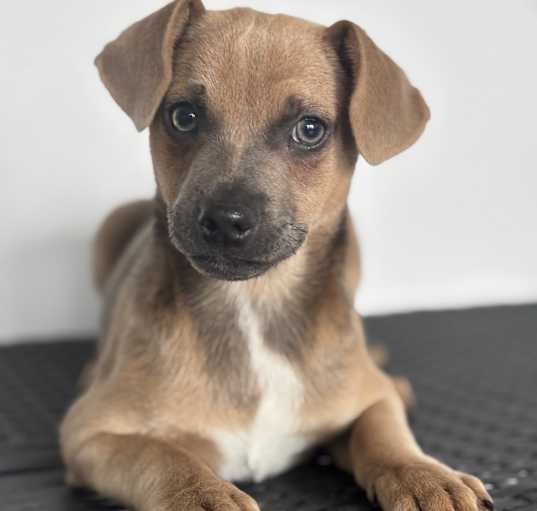 Photo of Sinatra