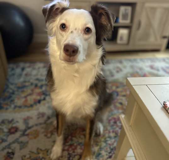 Photo of Scotch