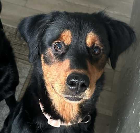 Photo of Willow