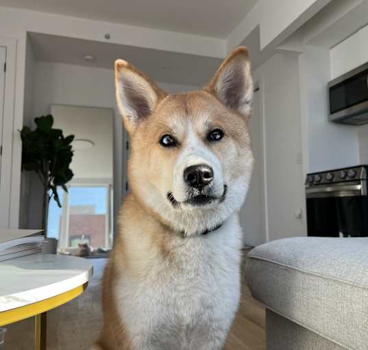 Photo of Milo