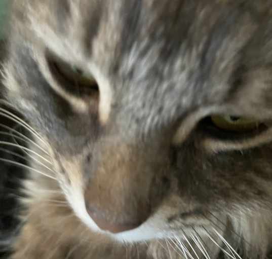 Photo of Mabel