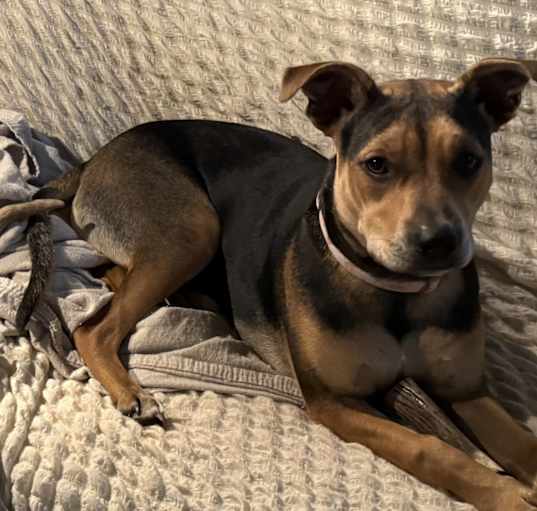 Photo of Millie