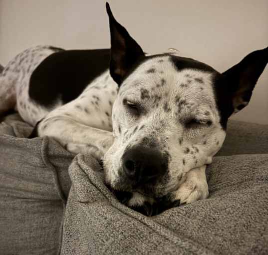 Photo of Willow