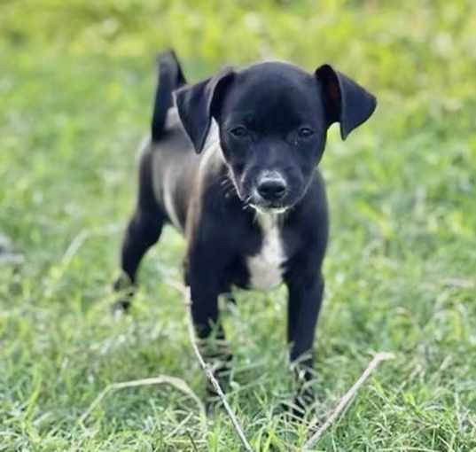 Photo of Onyx