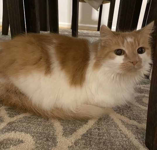 Photo of Piper