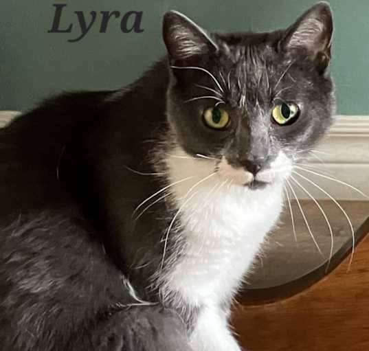 Photo of Lyra