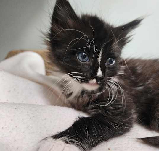 Photo of Dora