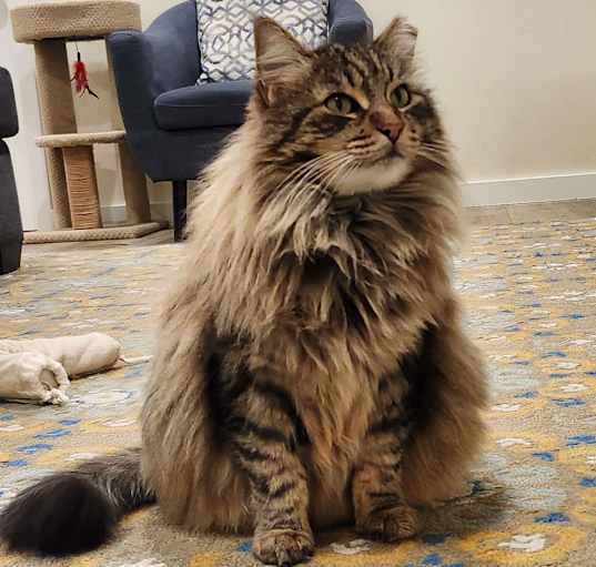 Photo of Fluffy
