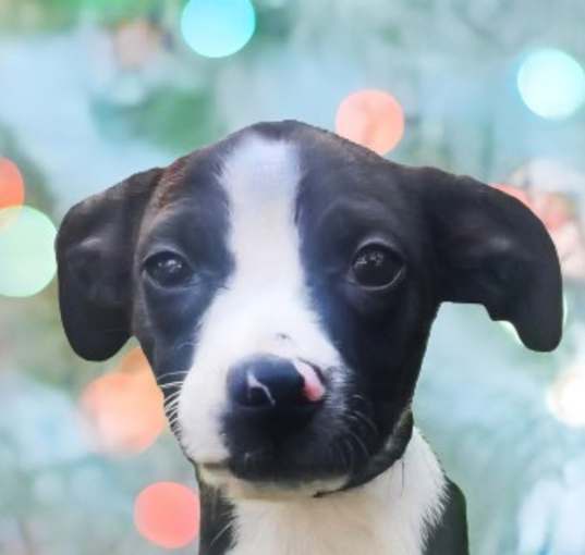 Photo of Bell