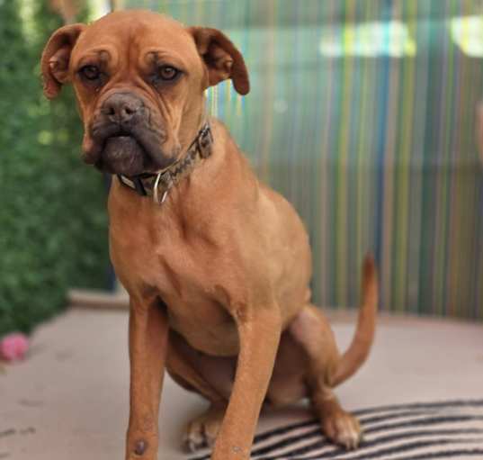 Photo of Ginger