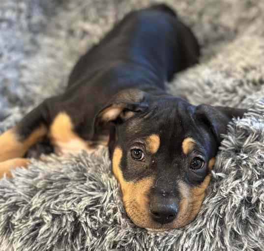 Photo of Moana
