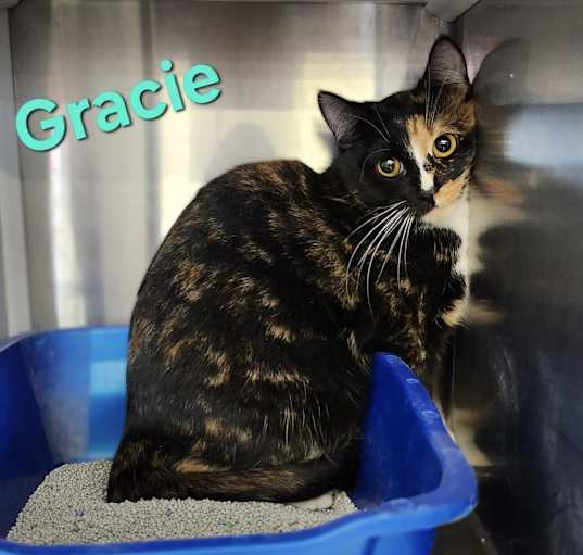 Photo of Gracie