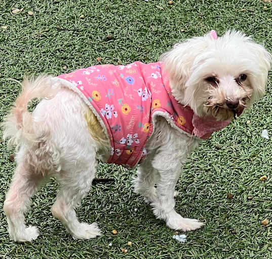 Photo of Lilly