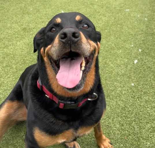 Photo of Bane (In Foster)