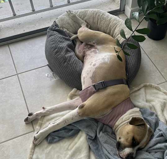 Photo of Teddy