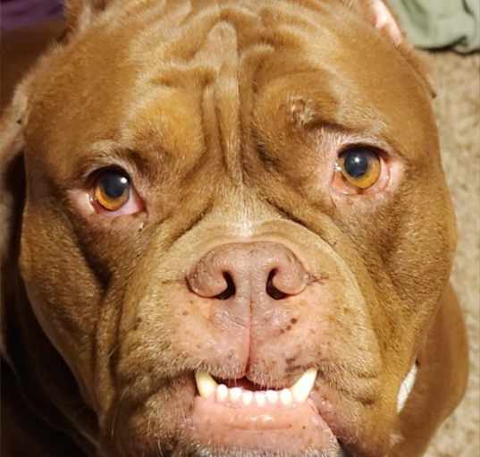 Photo of Ludo
