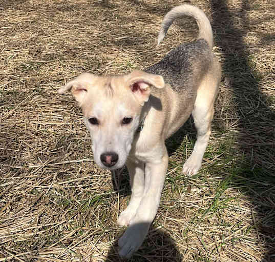 Photo of Wolfie