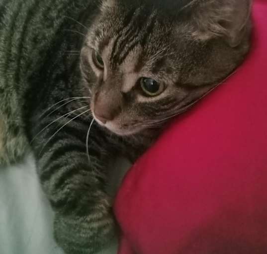 Photo of Rhaenyra