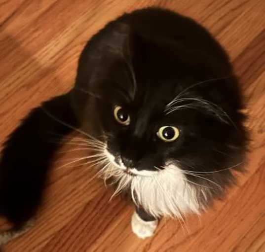Photo of Joey