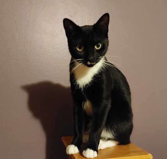 Photo of Gracie