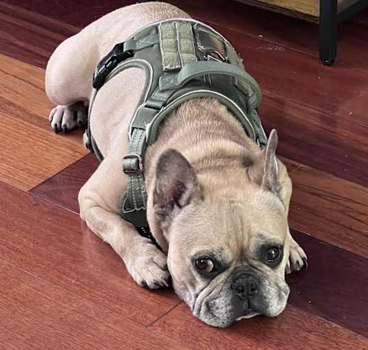 Photo of Astro