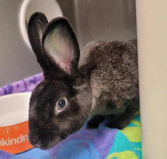 Photo of SWEET PEA