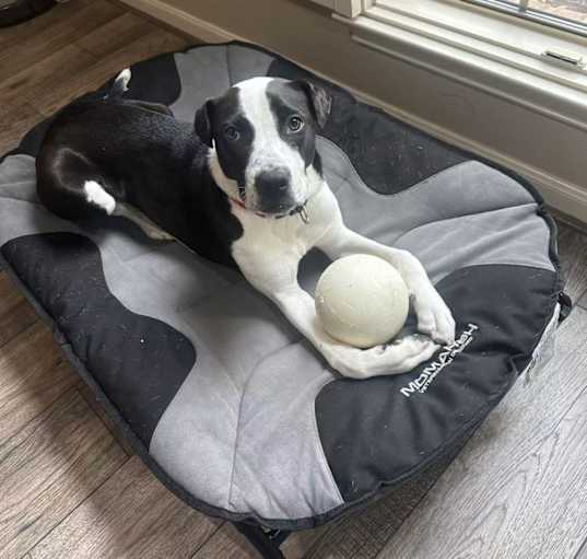 Photo of Max