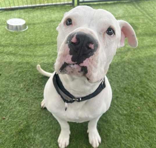 Photo of DODGE