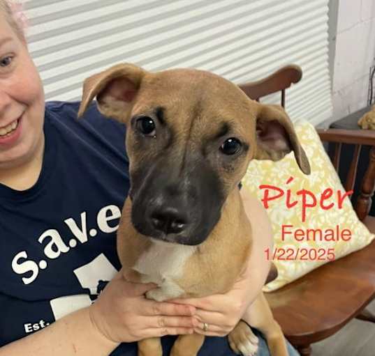 Photo of Piper