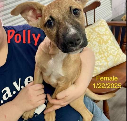 Photo of Polly