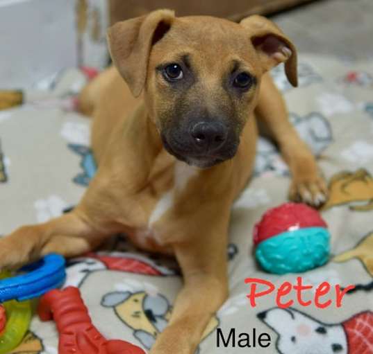 Photo of Peter