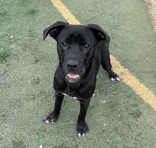 Photo of Indy